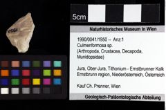 Foto (Objket + Etiketten) von Culmenformosa sp. 